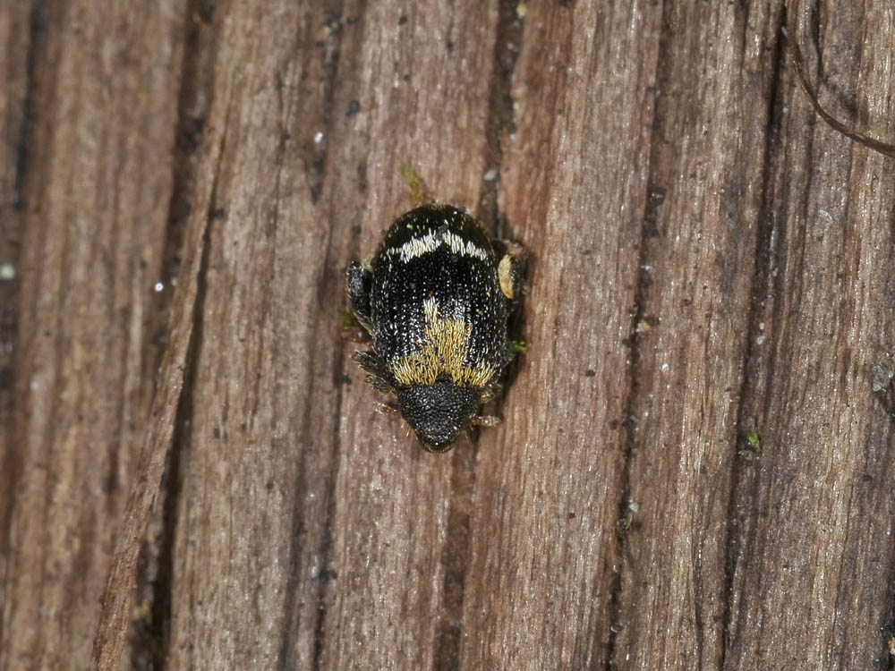 Orchestes avellanae (Curculionidae)